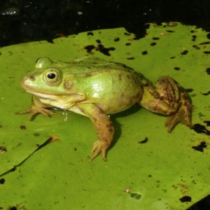 Frog în casă - noroc (broasca) Frog în casă - noroc