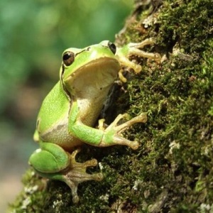 Frog în casă - noroc (casa) Frog în casă - noroc