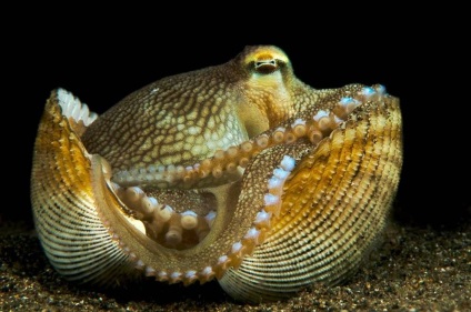 Fapte interesante despre caracatițe - Waterworld, lume de apă - revista Internet (Octopus) Fapte interesante despre caracatițe - Waterworld, Water World - Magazine Online