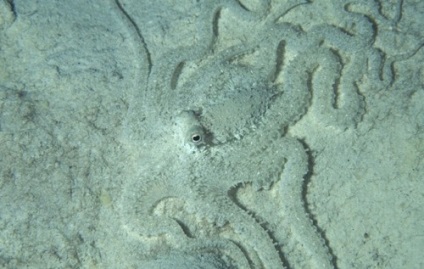 Fapte interesante despre caracatițe - Waterworld, lume de apă - revista Internet (Octopus) Fapte interesante despre caracatițe - Waterworld, Water World - Magazine Online