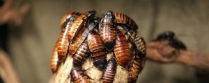 Madagascar șuierând condiții de gândaci casei (conținutul) Madagascar gândac de bucătărie șuierat condițiile de detenție acasă