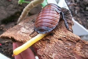 Madagascar șuierând condiții de gândaci casei (conținutul) Madagascar gândac de bucătărie șuierat condițiile de detenție acasă