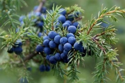 Proprietățile magice ale ienupăr (această plantă miracol) Proprietățile magice ale ienupăr