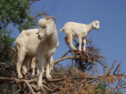 capre marocane pasc pe copaci, pe drum! (copaci pășunat Caprine) capre marocane pasc pe copaci, pe drum!