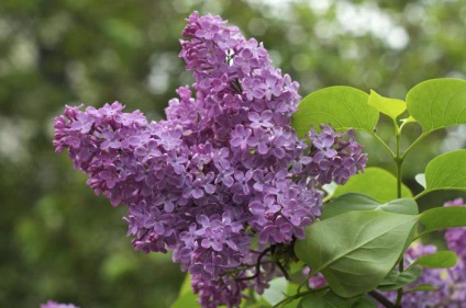 liliac de ulei - un medicament terapeutic remarcabil (lila) ulei Lilac - preparat medical minunat