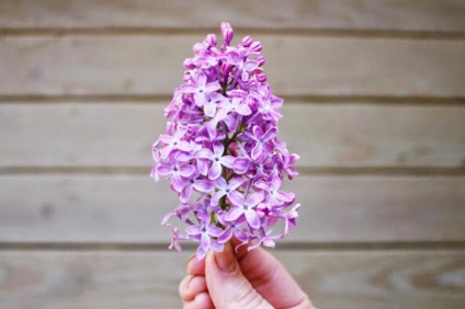 liliac de ulei - un medicament de tratament remarcabil (lila ulei esential) ulei Lilac - preparat medical minunat