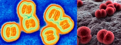 patogen antimeningococic boala, epidemiologia, patogeneza, imunitate (Epidemiologie) Antimeningococic patogen bolii, epidemiologie, patogeneza, imunitatea