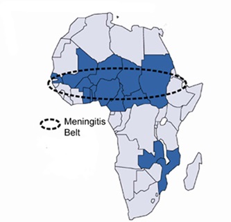 patogen antimeningococic boala, epidemiologia, patogeneza, imunitate (infecție meningococică la copii meningococul fotografie microbiologie patogen Neisseria meningitidis Epidemiologie) Antimeningococic patogen bolii, epidemiologie, patogeneza, imunitatea