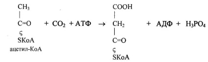 Metabolismul acetil-coenzima A (sinteza acizilor grași) Metabolismul acetil-coenzima A