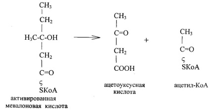 Metabolismul acetil coenzimei A (activat cu acid acetic) Metabolismul acetil-coenzima A