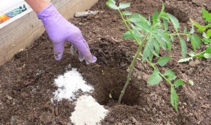 hrănire minerale de tomate (potasiu, fosfor, azot) hrănire minerală tomate