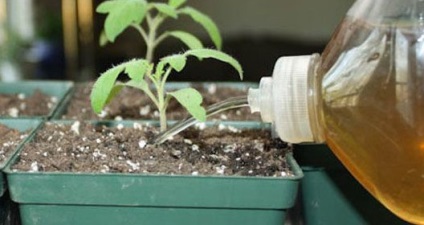 hrănire minerale de tomate (potasiu, fosfor, azot) hrănire minerală tomate