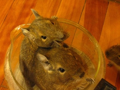 degus Mondial - Vezi subiect - cum să imblanzi degus (traducere) (tame) degus Mondial - Vezi subiect - cum să imblanzi degus (traducere)