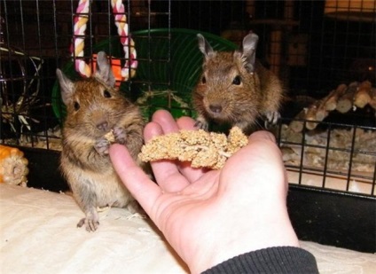 degus Mondial - Vezi subiect - cum să imblanzi degus (traducere) (devin mai) degus Mondial - Vezi subiect - cum să imblanzi degus (traducere)
