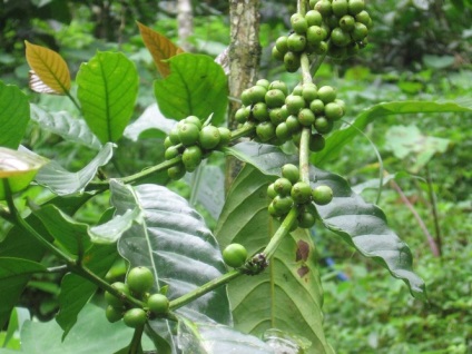 Liderul mondial în ceea ce privește producția de cafea (lider) Liderul mondial în ceea ce privește producția de cafea