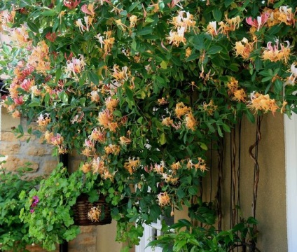 Plante cataratoare perene pentru mandrinele () foisoare plante cataratoare perene pentru mandrinele