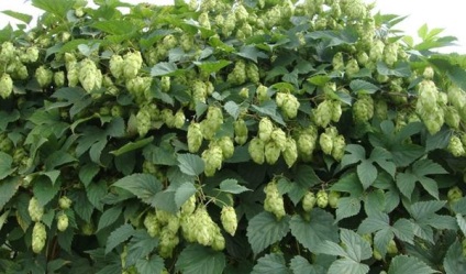 Plante cataratoare perene pentru mandrinele () foisoare plante cataratoare perene pentru mandrinele