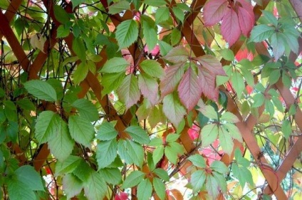Plante cataratoare perene pentru mandrinele (perene) plante cataratoare perene pentru mandrinele