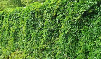 Plante perene alpinism pentru mandrinele (buclate) plante cataratoare perene pentru mandrinele