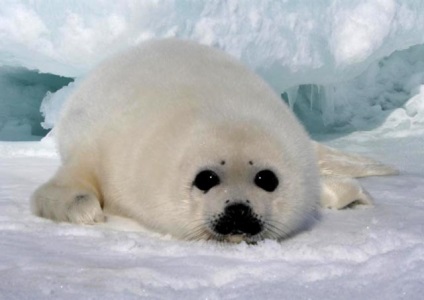 Animale marine () animale marine