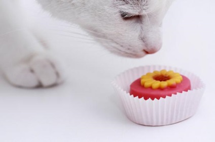Pot să pisici dulce (dulce) Poate cineva pisici dulce