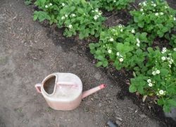 Pot uda căpșun la momentul de înflorire (căpșuni) Pot uda căpșun la momentul înfloririi