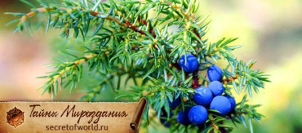 aplicarea Juniper în viață și în magie (ad-date-client ca-pub-7560048290840178 date ad-slot) aplicarea Juniper în viață și în magie