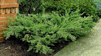 aplicarea Juniper în viață și în magie (utilizarea) aplicarea Juniper în viață și în magie