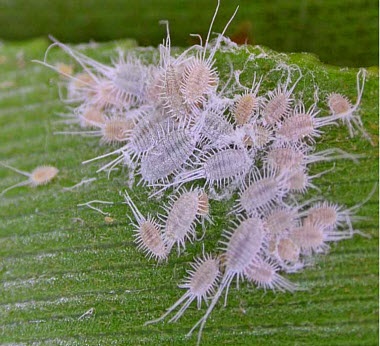 Mealybugs pe plante de apartament (a scăpa de) Mealybugs pe plante de apartament