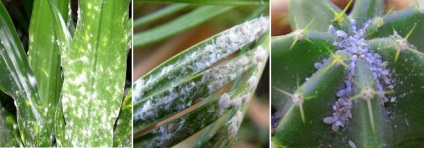 Mealybug pe ghivece cu plante (mealybug poate) Mealybugs pe plante de apartament