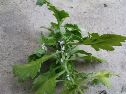 Mealybugs cu privire la modul de a houseplants scap de ea, cum să se ocupe cu orhidee înfrângere (a scăpa de) Mealybugs cu privire la modul de a houseplants scap de ea, cum să se ocupe cu orhidee înfrângere