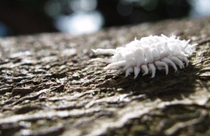 Mealybugs in sere Simptome si tratament (combate mealybug) Mealybugs in sere simptome și tratament