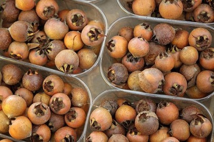Caucazian moșmon - un fruct neobișnuit (loquat caucaziană cum să crească o plantă medlar loquat) Caucazian moșmon - un fruct neobișnuit