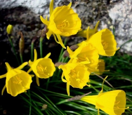 Narciselor, plantarea și îngrijirea în câmp deschis (narcise) Narcise, de plantare și îngrijire în câmp deschis