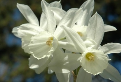 Narciselor, plantarea și îngrijirea în câmp deschis (narcise) Narcise, de plantare și îngrijire în câmp deschis