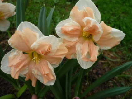 Narciselor, plantarea și îngrijirea într-un teren deschis (aterizare) Narcise, de plantare și îngrijire în câmp deschis