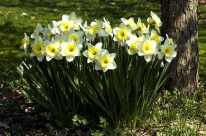 Narciselor, plantarea și îngrijirea în câmp deschis (transplantat în aer liber) Narcise, de plantare și îngrijire în câmp deschis