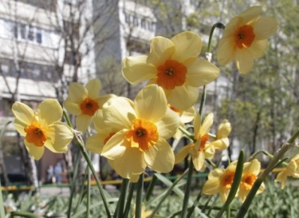 Narciselor, plantarea și îngrijirea în câmp deschis (îngrijire) Narcise, de plantare și îngrijire în câmp deschis