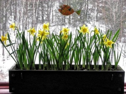 Narciselor, plantarea și îngrijirea în câmp deschis (îngrijire) Narcise, de plantare și îngrijire în câmp deschis