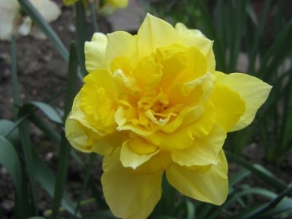 Narciselor, plantarea și îngrijirea în câmp deschis (îngrijire) Narcise, de plantare și îngrijire în câmp deschis
