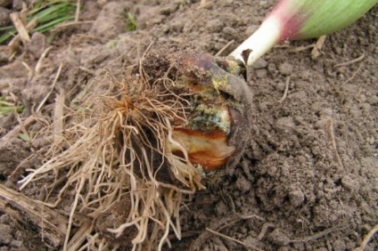 Narciselor, plantarea și îngrijirea în câmp deschis (îngrijire) Narcise, de plantare și îngrijire în câmp deschis