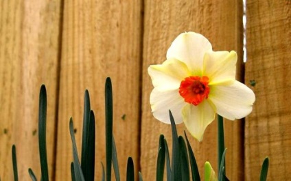 Narciselor, plantarea și îngrijirea în câmp deschis (îngrijire) Narcise, de plantare și îngrijire în câmp deschis
