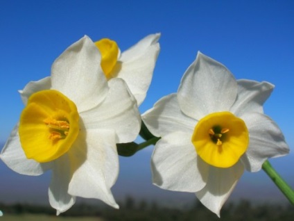 Narciselor, plantarea și îngrijirea în câmp deschis (narcise) Narcise, de plantare și îngrijire în câmp deschis