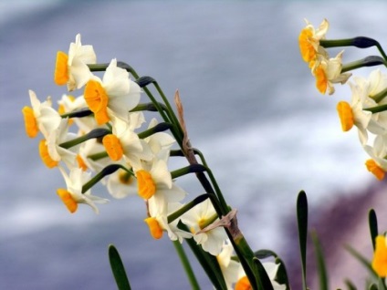 Narciselor, plantarea și îngrijirea în câmp deschis (narcise) Narcise, de plantare și îngrijire în câmp deschis
