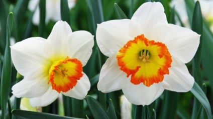 Narciselor, plantarea și îngrijirea într-un teren deschis (aterizare) Narcise, de plantare și îngrijire în câmp deschis