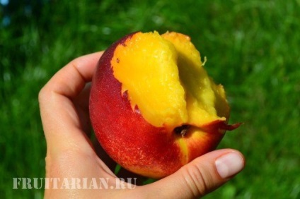 Nectarine - măr și prun (măr) Nectarine - mere și prune