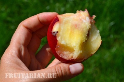 Nectarine - măr și prun (nectarine) Nectarine - mere și prune
