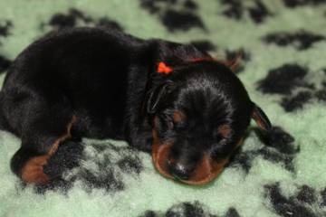 German Pinscher (creșterea acelei părți) german Pinscher