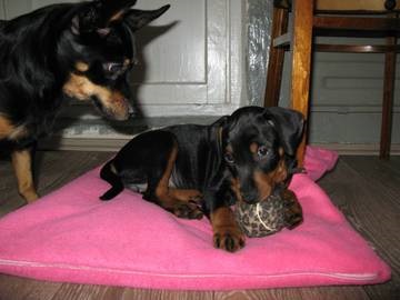 Germană Pinscher (deviație standard de creștere diferită) german Pinscher