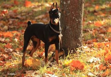 Germană Pinscher (deviație standard de creștere diferită) german Pinscher